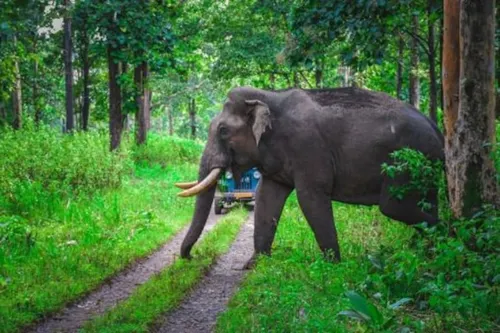 Wayanad Wildlife Sanctuary in Wayanad